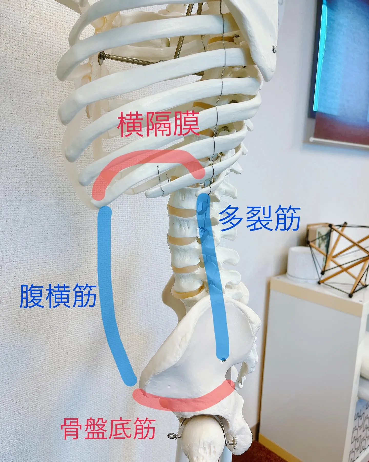 骨盤のコントロール