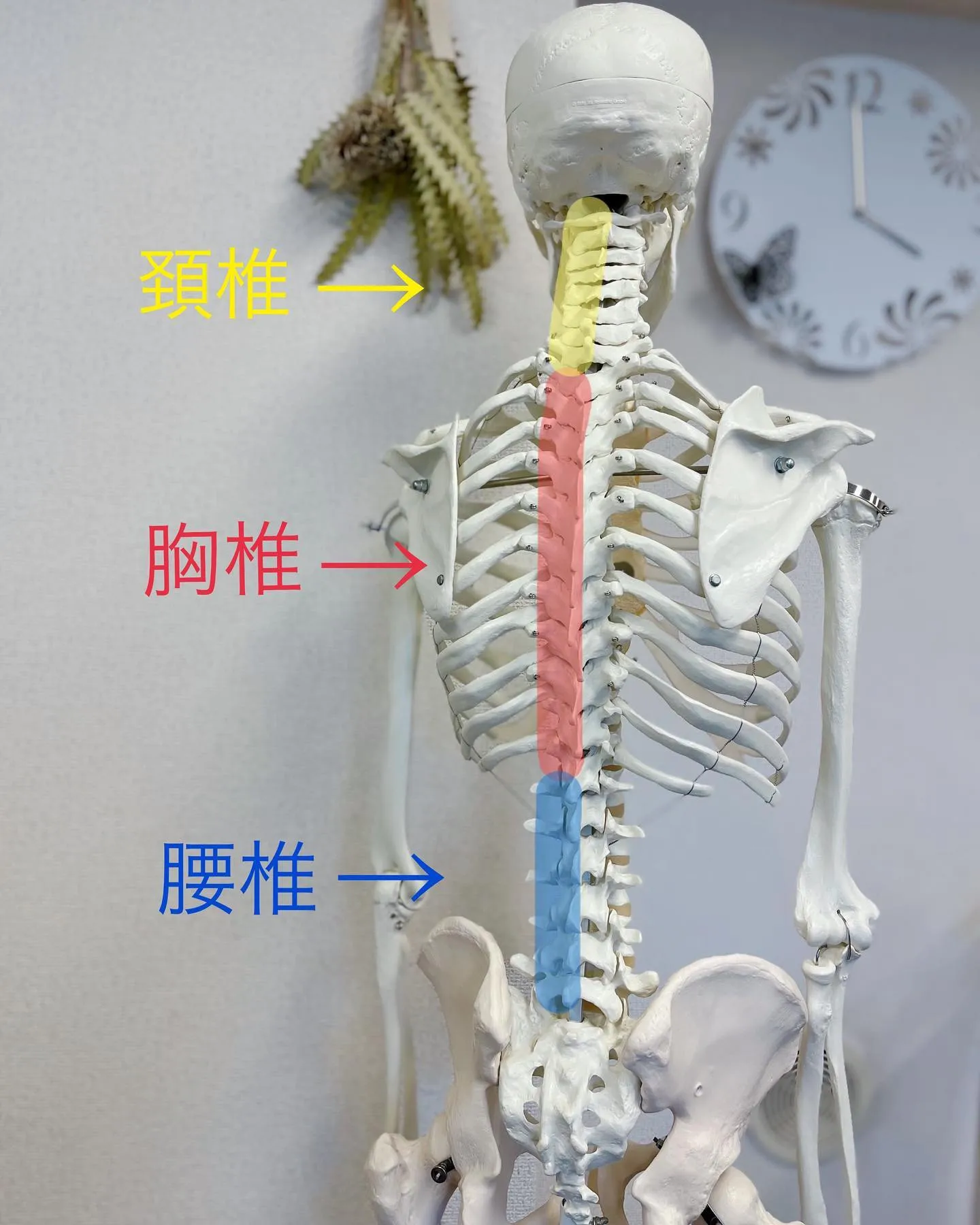 背骨の連動性