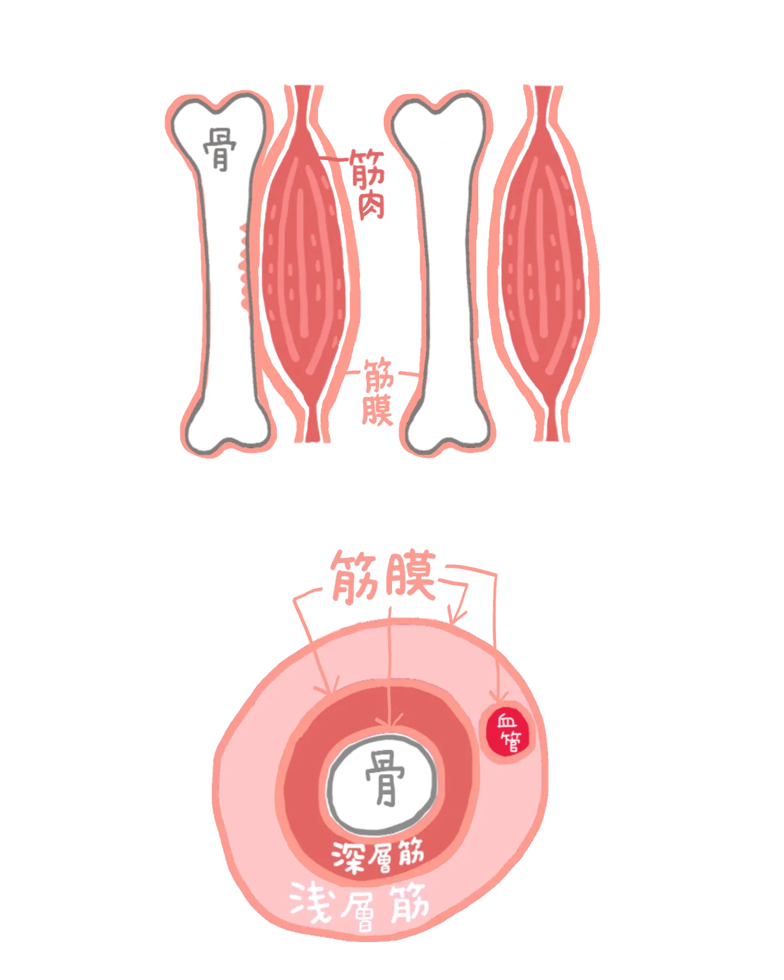 筋膜リリースの効果とは？肩や腰の筋膜にアプローチする方法も解説